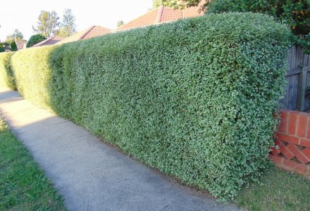 Pittosporum_tenuifolium_'Silver_Sheen'_hedge