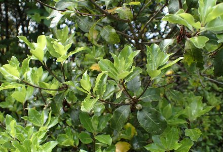 Pittosporum_tenuifolium_kz10