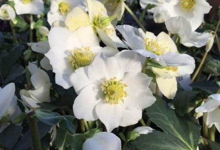 Helleborus Jasper