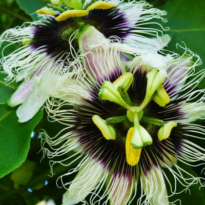 passion-fruit-450422_1920
