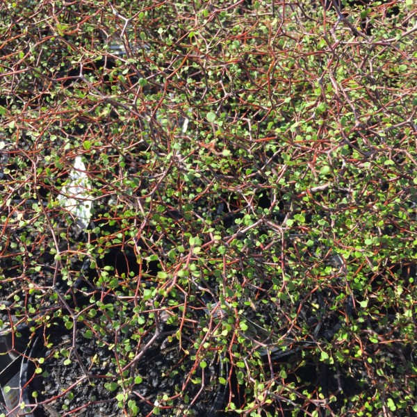 muehlenbeckia astonii (1)