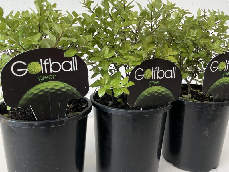 Pittosporum golf ball