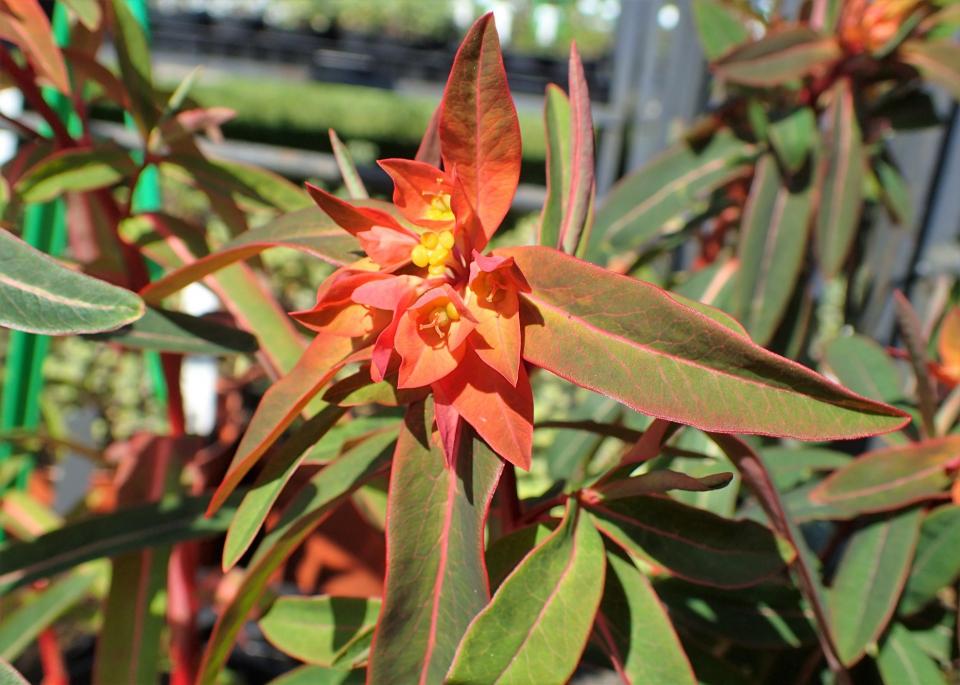 Euphorbia Fireglow