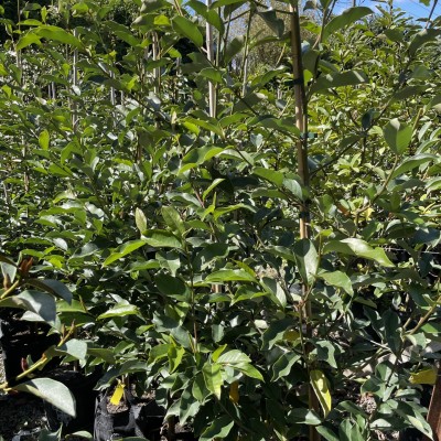 Michelia Fairy White 2