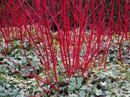 Cornus alba