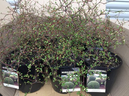 muehlenbeckia astonii (3)