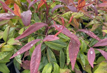 Nandina Pygmea