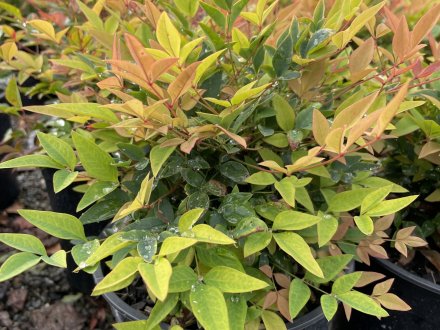 Nandina Gulfstream