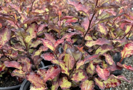 Pseudowintera Red Leopard