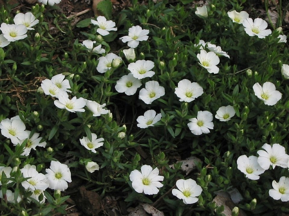 Arenaria Montana The Plant Store