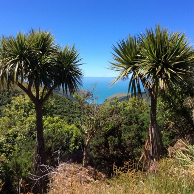 Cordyline_australis