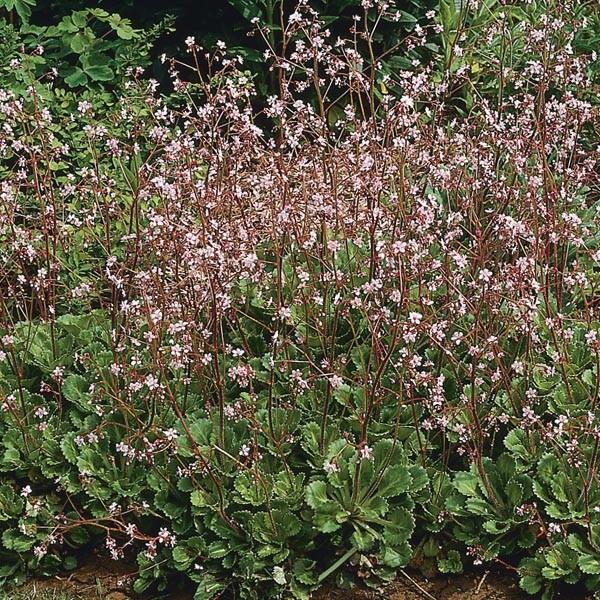 Saxifraga London Pride