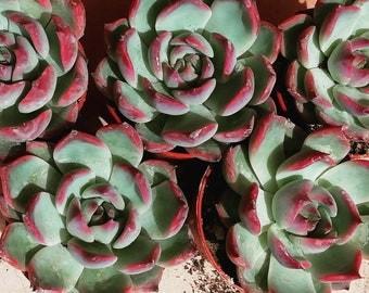 Echeveria agavoides Red Hole