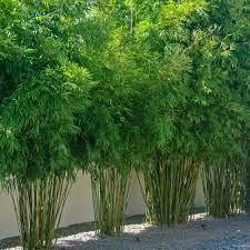 Bambusa Gracilis