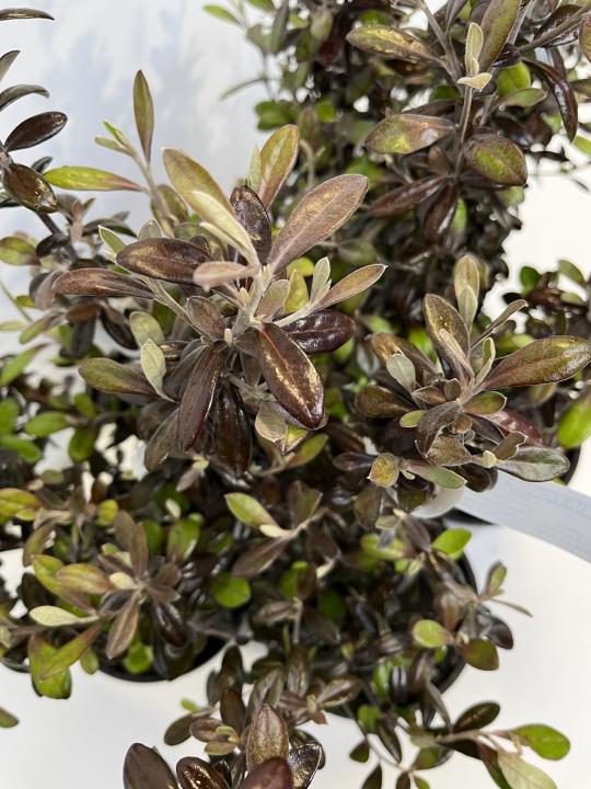 Corokia Frosted Chocolate