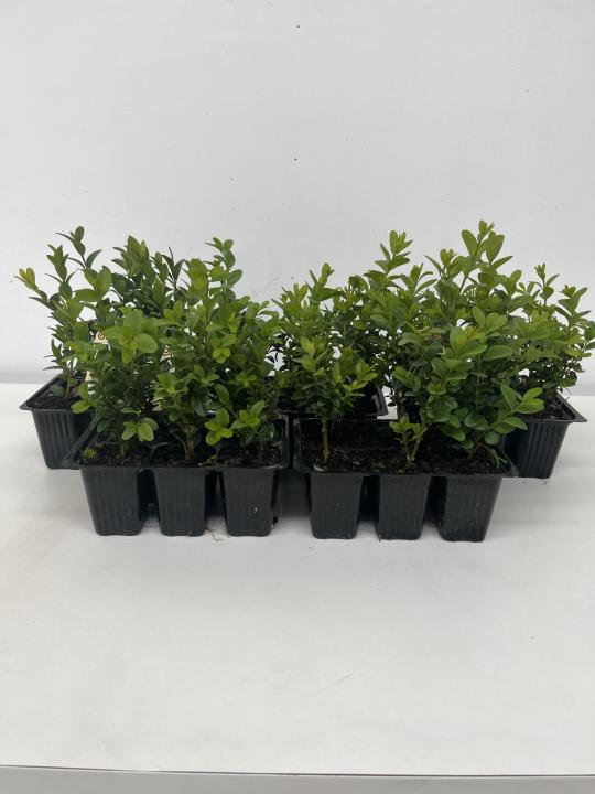 Buxus sempervirens - Box Hedging