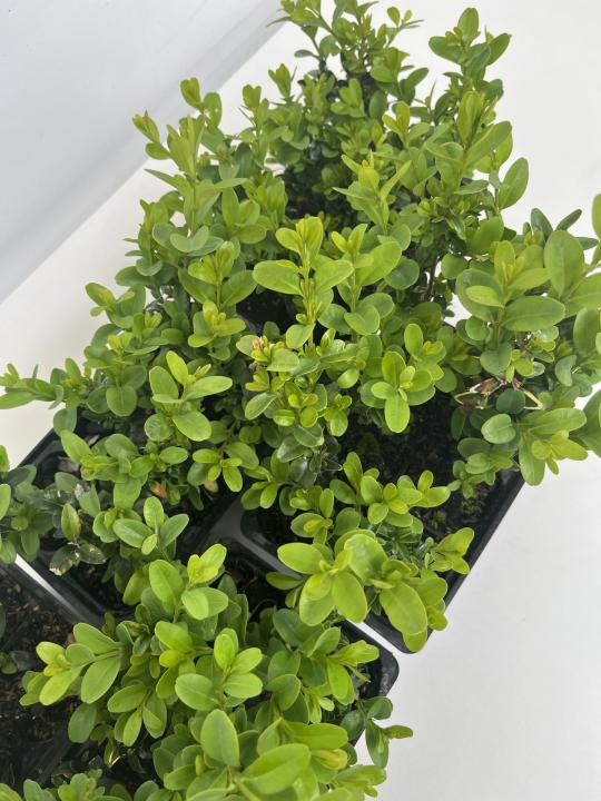 Buxus sempervirens - Box Hedging