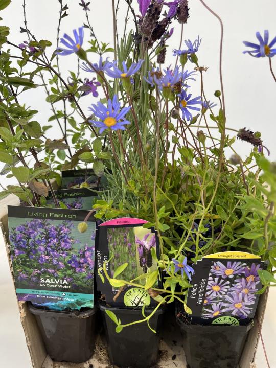 Blue Bee Friendly Pack - Box Lot of 9 plants - FREE SHIPPING