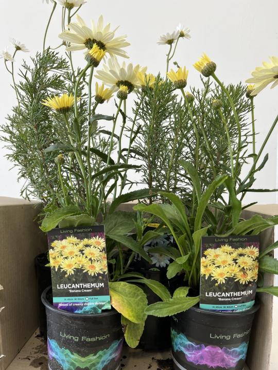 Daisy Bee Friendly Pack - Box Lot of 4 plants - FREE SHIPPING