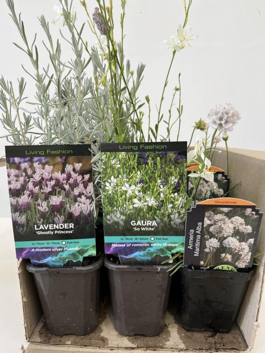 White Bee Friendly Pack - Box lot of 9 plants- FREE SHIPPING