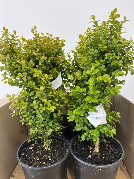 Buxus sempervirens Suffruiticosa - Box Lot of 4 plants - FREE SHIPPING