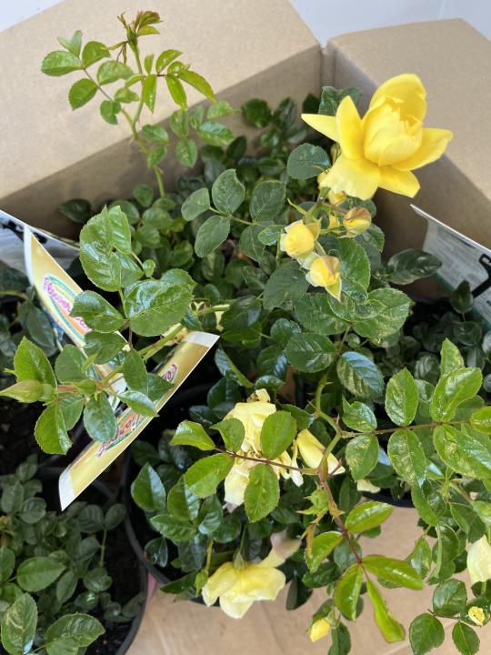 Flower Carpet Rose Gold - Box lot of 4 plants - FREE SHIPPING