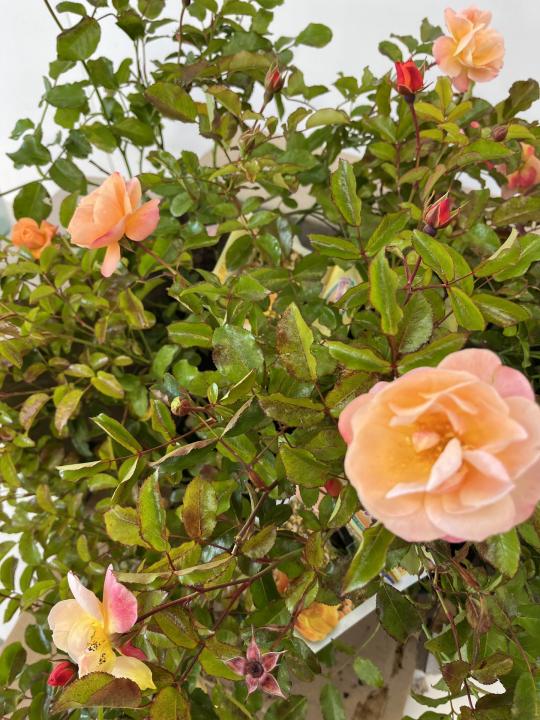Flower Carpet Rose Amber - Box lot of 4 plants - FREE SHIPPING