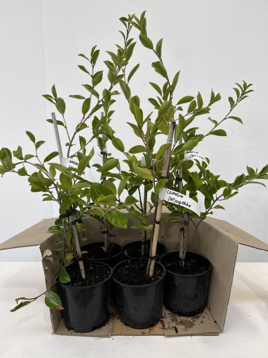 Camellia Setsugekka - Box lot of 5 plants - FREE SHIPPING
