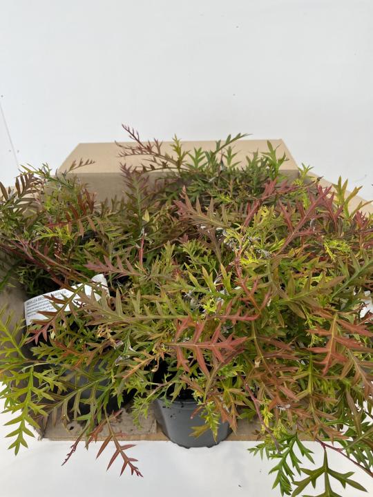 Grevillea Bronze Rambler - Box lot of 6 plants - FREE SHIPPING