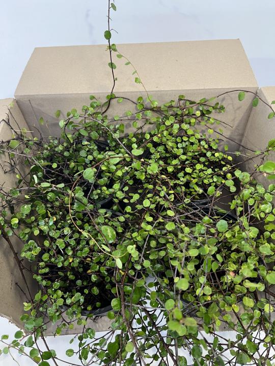 Muehlenbeckia Complexa - Box lot of 4 plants - FREE SHIPPING