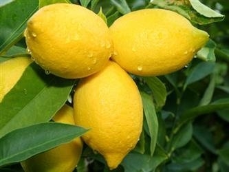 Lemon Yen Ben