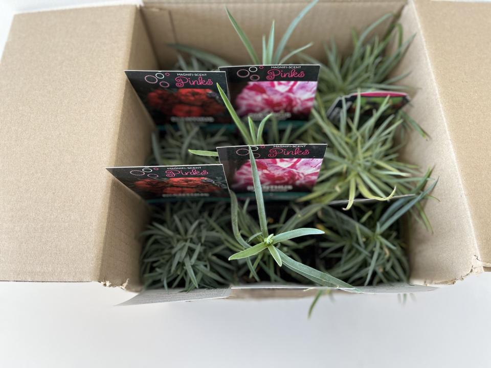 Dianthus Pack - Box Lot of 9 Plants