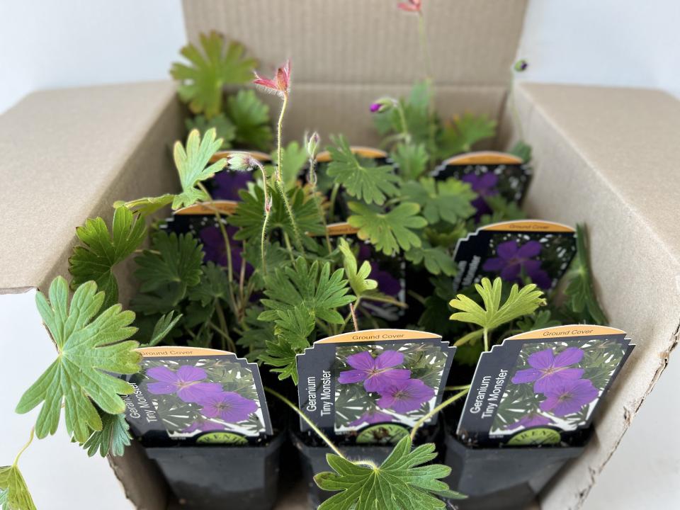 Geranium Tiny Monster Pack - Box Lot of 9 Plants