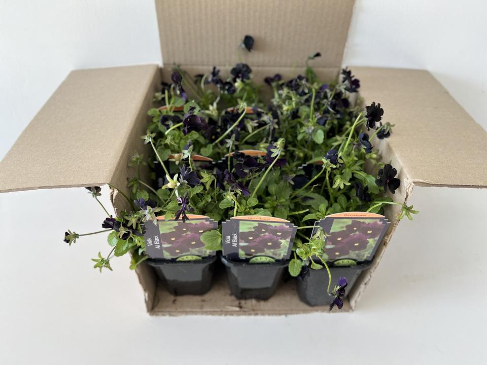 Viola All Black Pack - Box Lot of 9 Plants