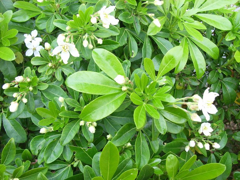 Choisya ternata - Mexican Orange Blossom - small g