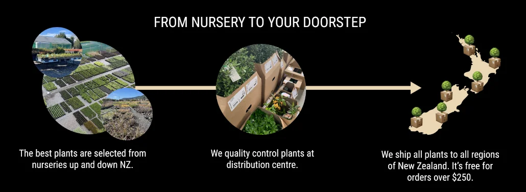 From nursery to your doorstep